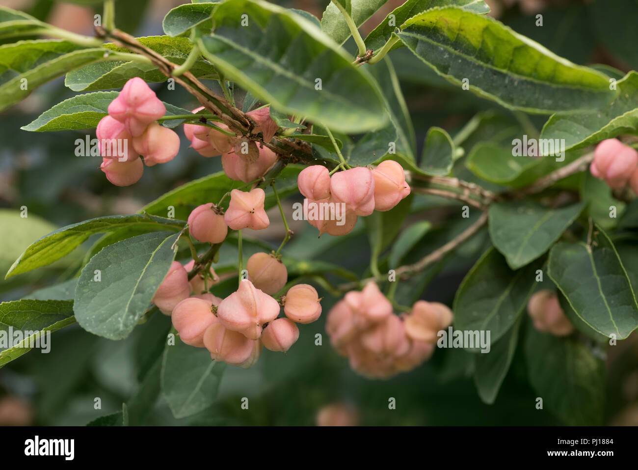 Euonymus phellomanus, young succulent poisonous pink berries of  burning bush developing, indicating start of autumn end of summer Stock Photo