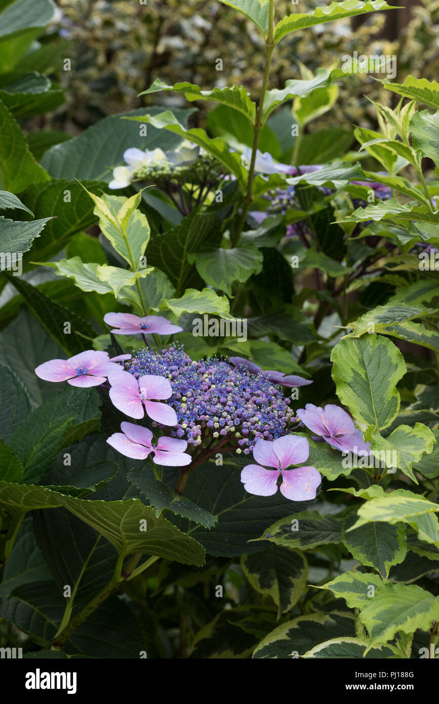 Confusion, changing pH of soil means developing Hydrangea flowers show pink and blue depending