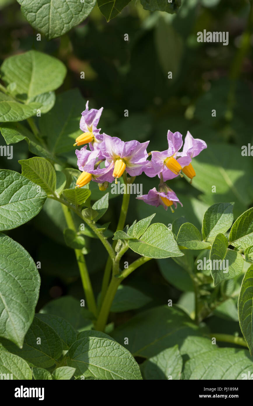 Pretty poisonous light purple potato flowers, Solanum tuberosum similar to tomato and nightshade, which will become fruit full of toxin solanine Stock Photo