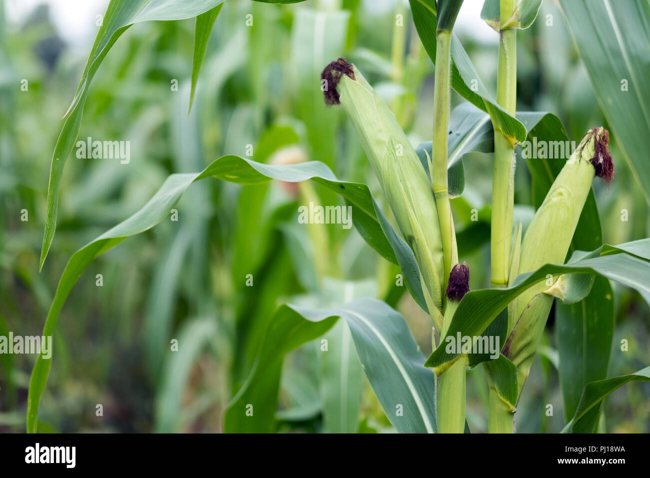 Sweet corn plant in the field Stock Photo