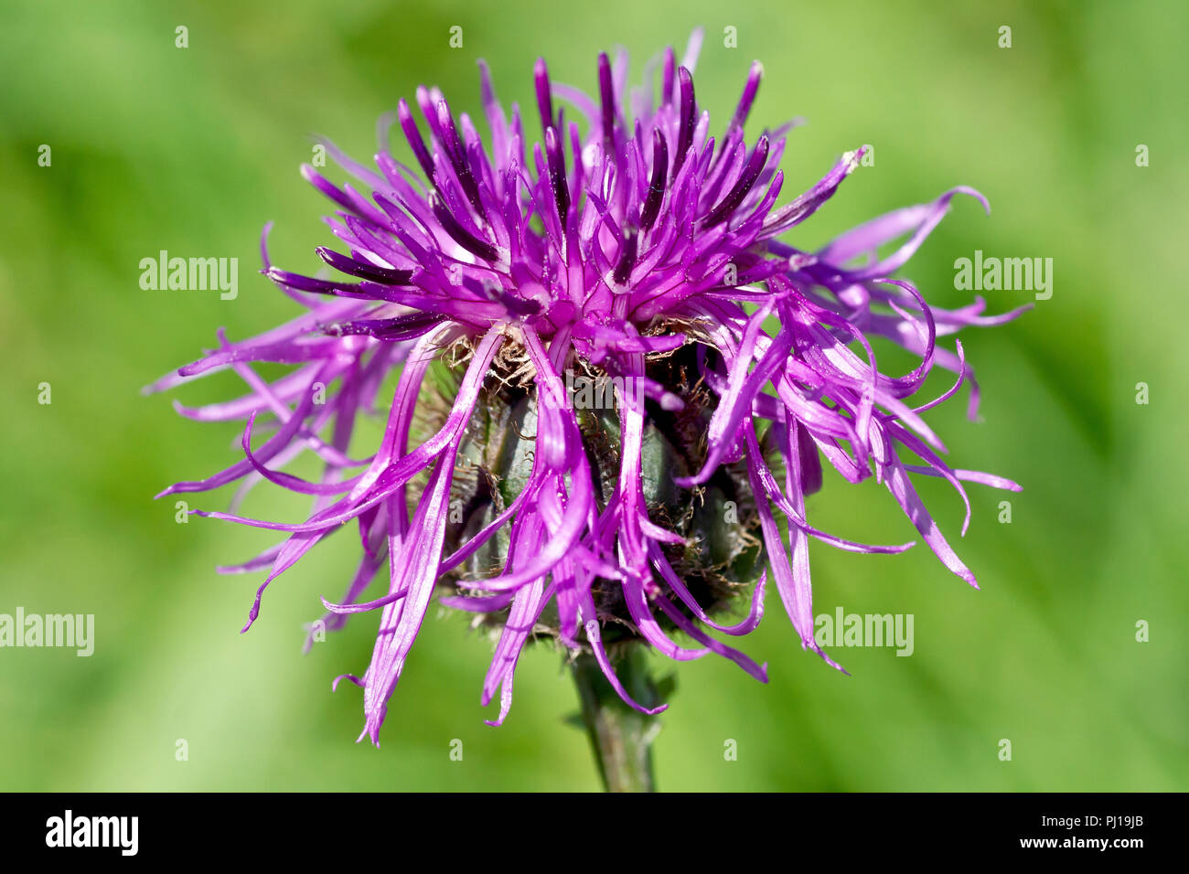 Greater Knapweed (centaurea scabiosa), close up of a solitary flower head. Stock Photo