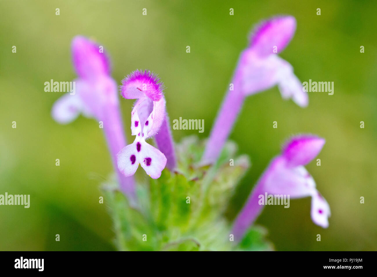 Henbit Deadnettle (lamium amplexicaule), close up of a single flower out of many. Stock Photo