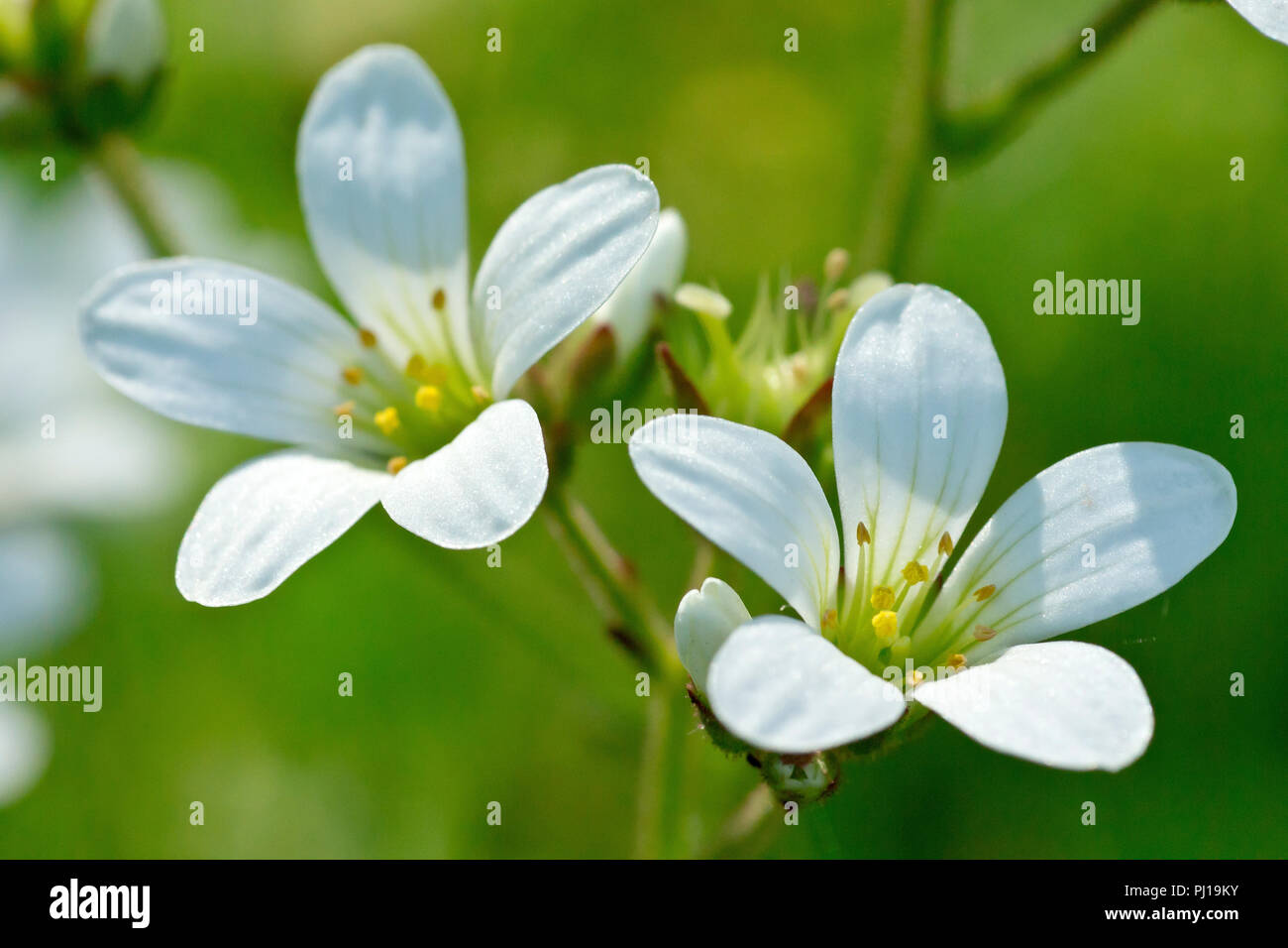 Meadow Saxifrage (saxifraga granulata), close up of a couple of flowers. Stock Photo