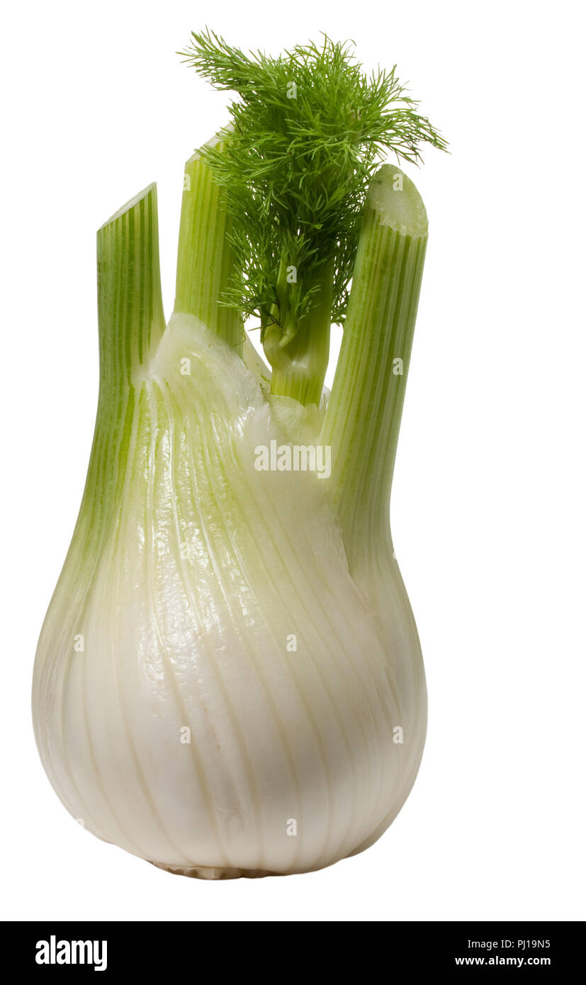 A fennel in front of white background. Stock Photo