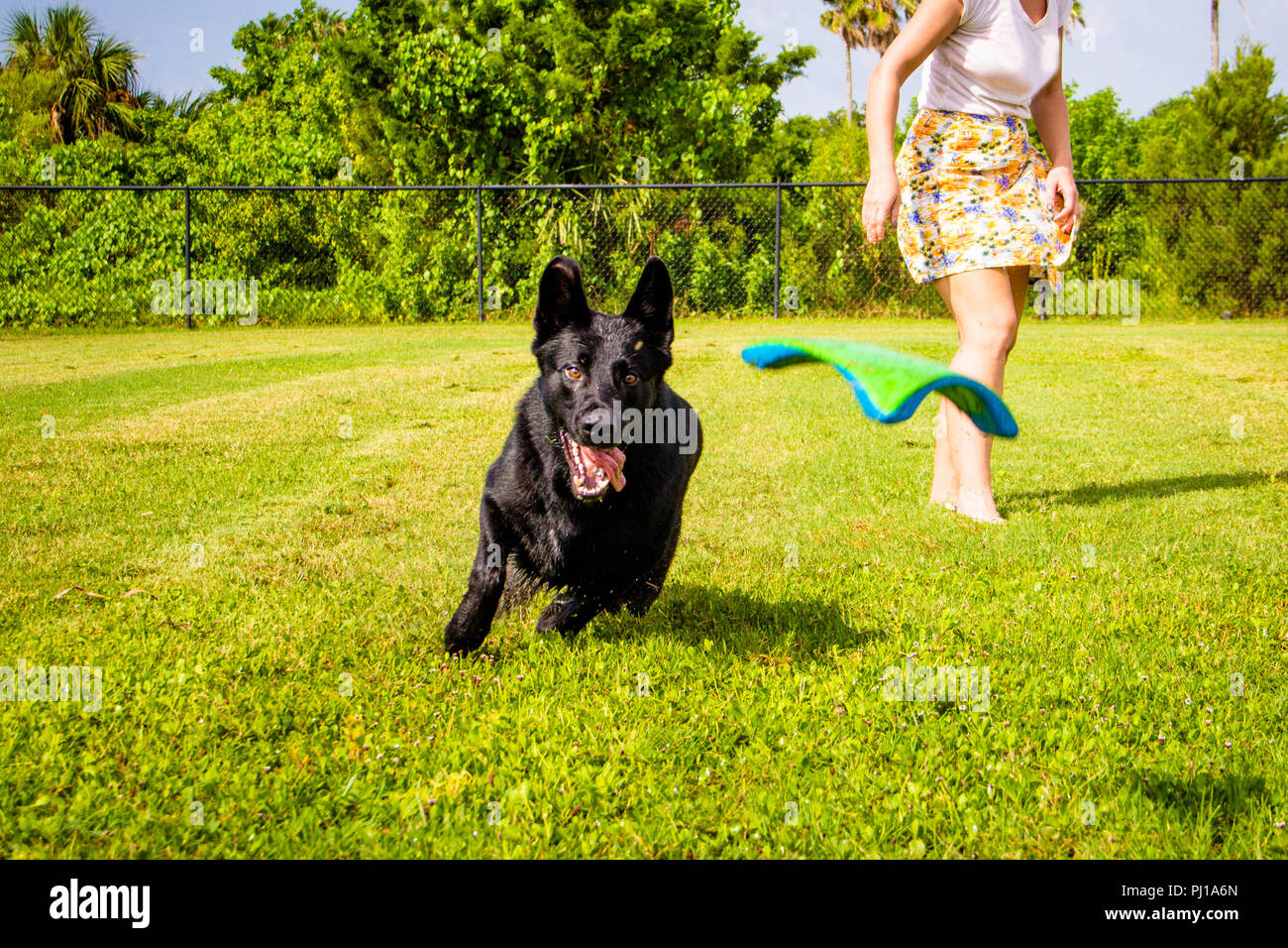Woman throwing a frisbee for a German Shepherd dog to catch, Florida