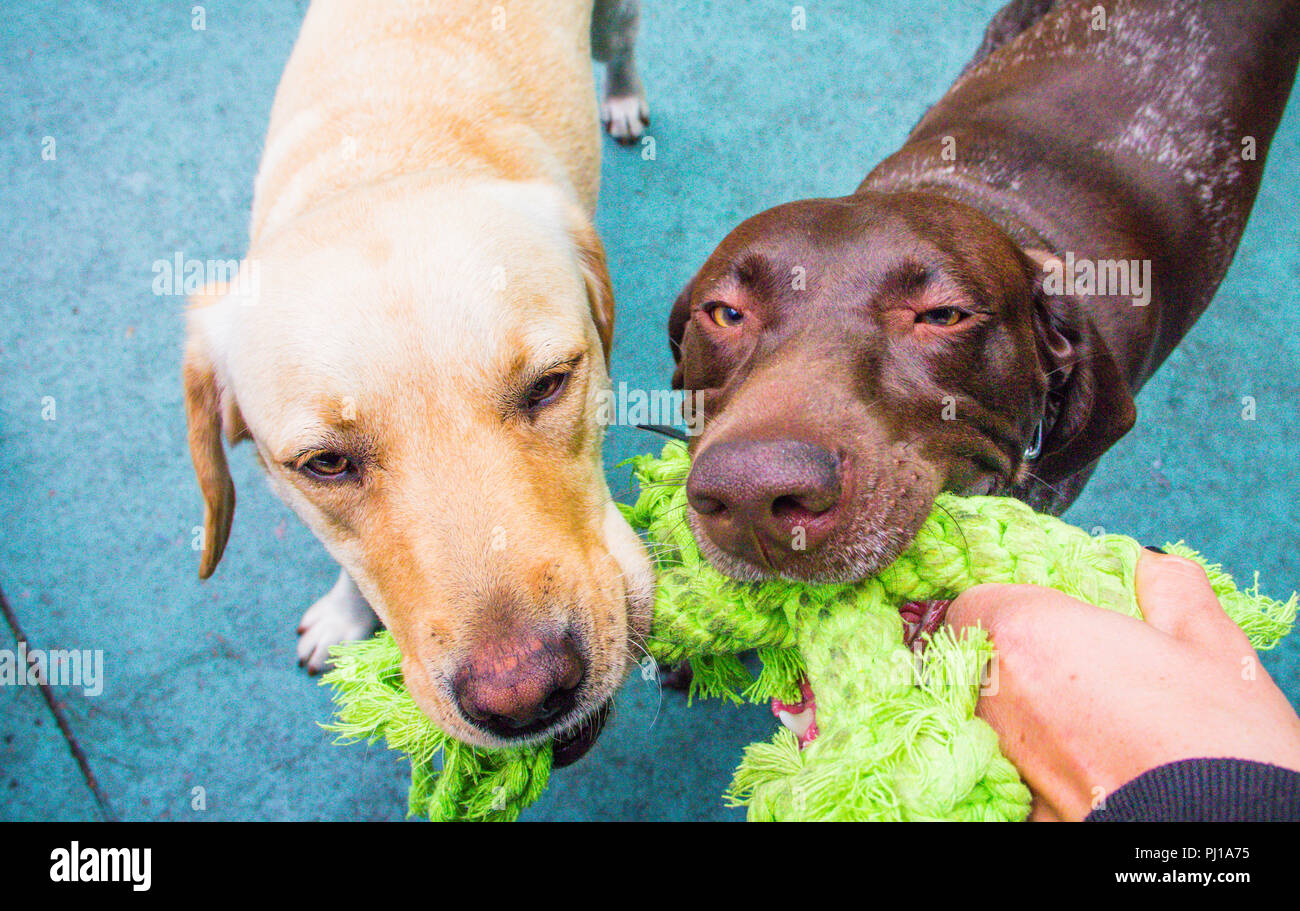 Two dogs playing with a piece of rope, United States Stock Photo
