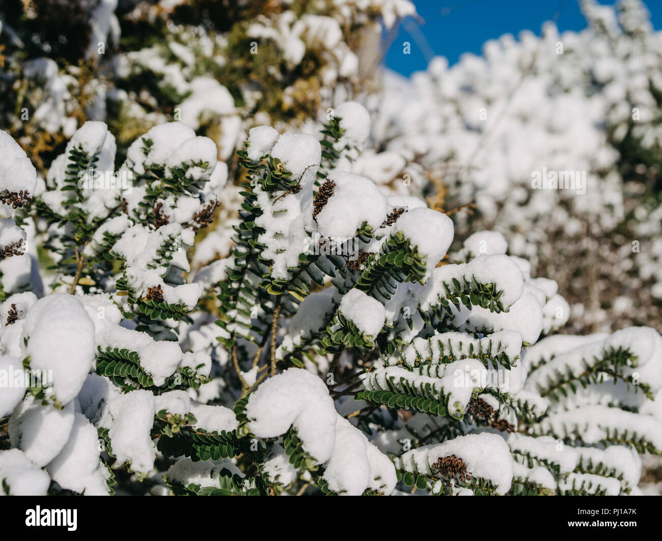 Snow covered bushes, Ireland Stock Photo