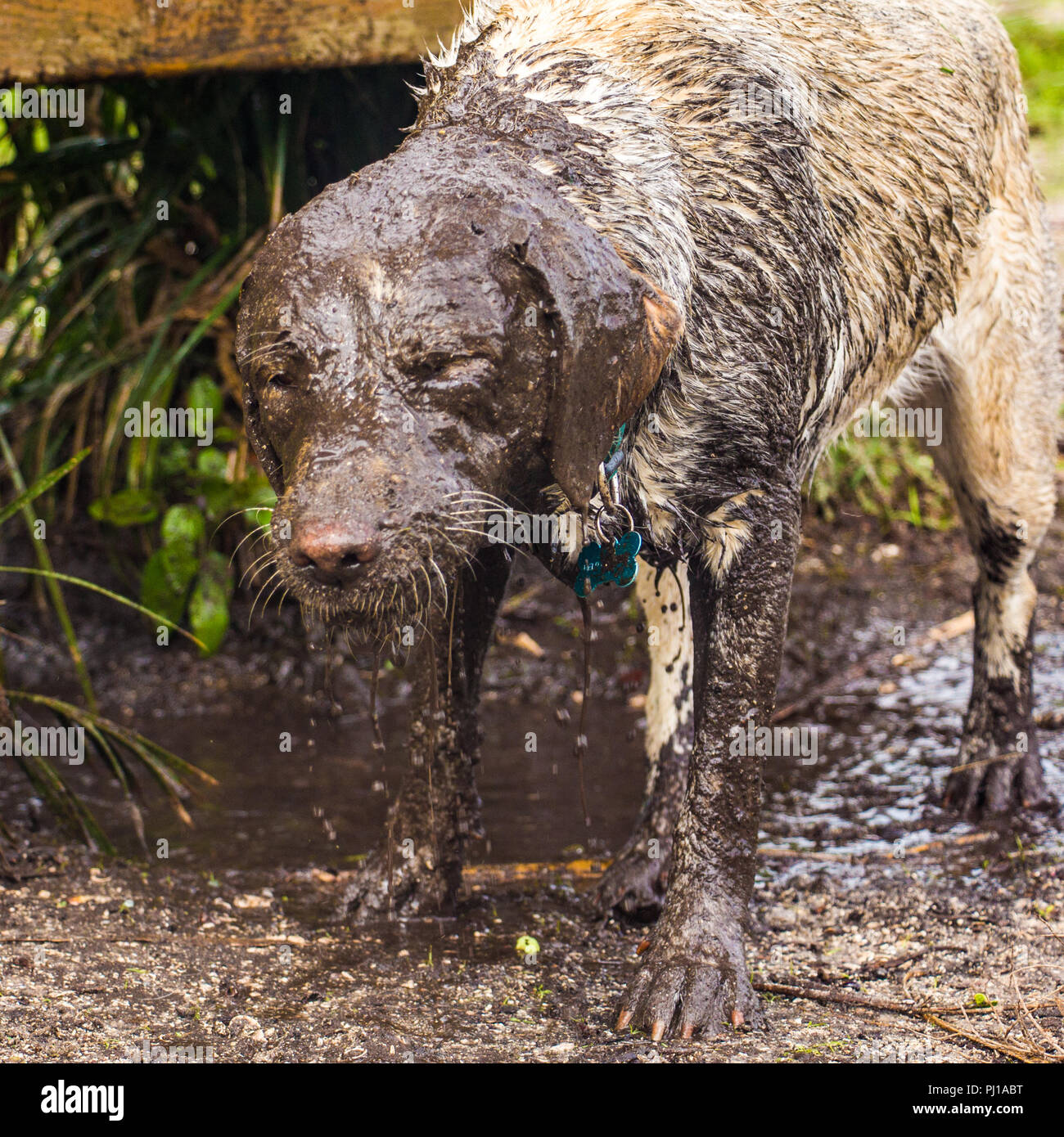 dog-covered-in-mud-united-states-stock-photo-alamy