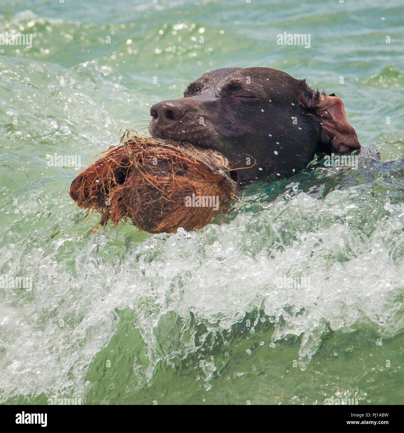 Dog swimming in ocean with a coconut, United States Stock Photo