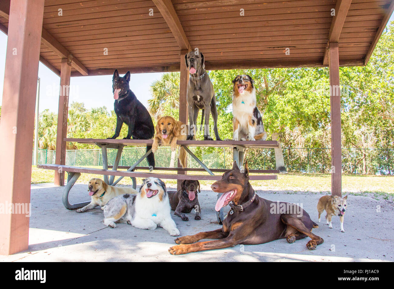 Group of nine dogs sitting around a picnic table, United States Stock Photo