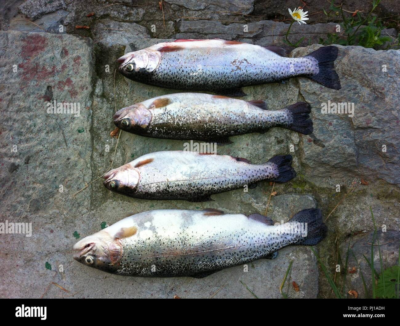 Catch of Trout fish, Kashmir, India Stock Photo - Alamy