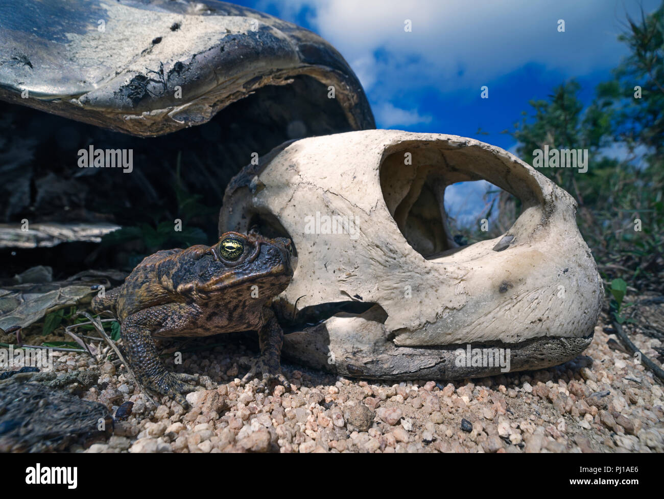 Cane toad (Rhinella marina) next to the skeleton of a green turtle (Chelonia mydas), North Queensland, Australia Stock Photo