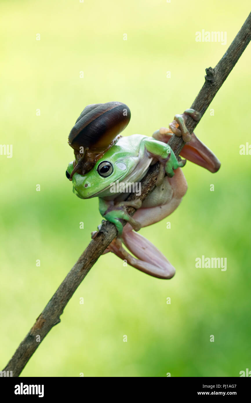 Snail on a dumpy tree frog, Indonesia Stock Photo