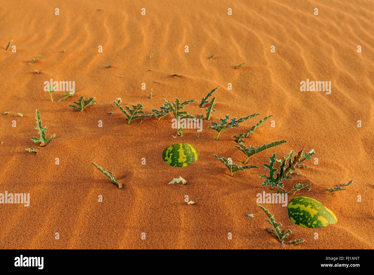 Two watermelons buried in the desert, Saudi Arabia Stock Photo