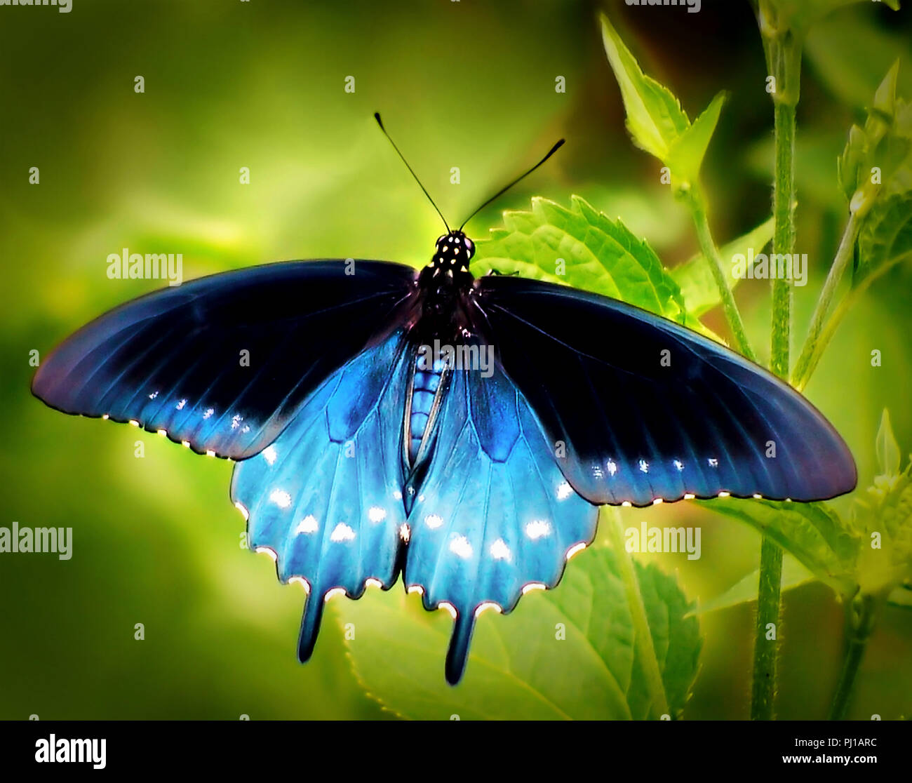 A blue butterfly hires stock photography and images Alamy