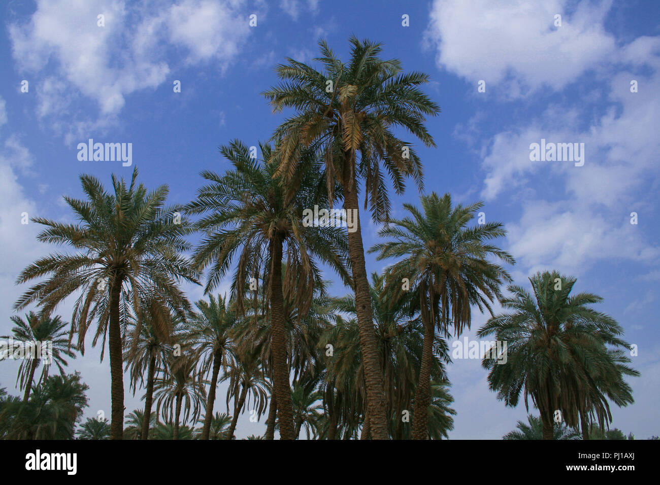 Palm trees in the desert, Saudi Arabia Stock Photo