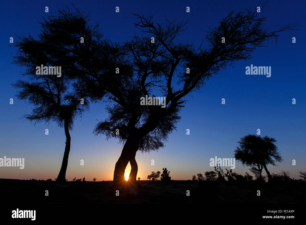 Silhouette of trees in the desert, Saudi Arabia Stock Photo