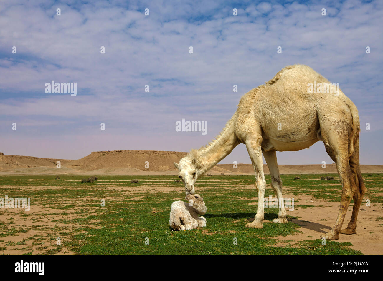 Camel cow with her camel calf, Riyadh, Saudi Arabia Stock Photo