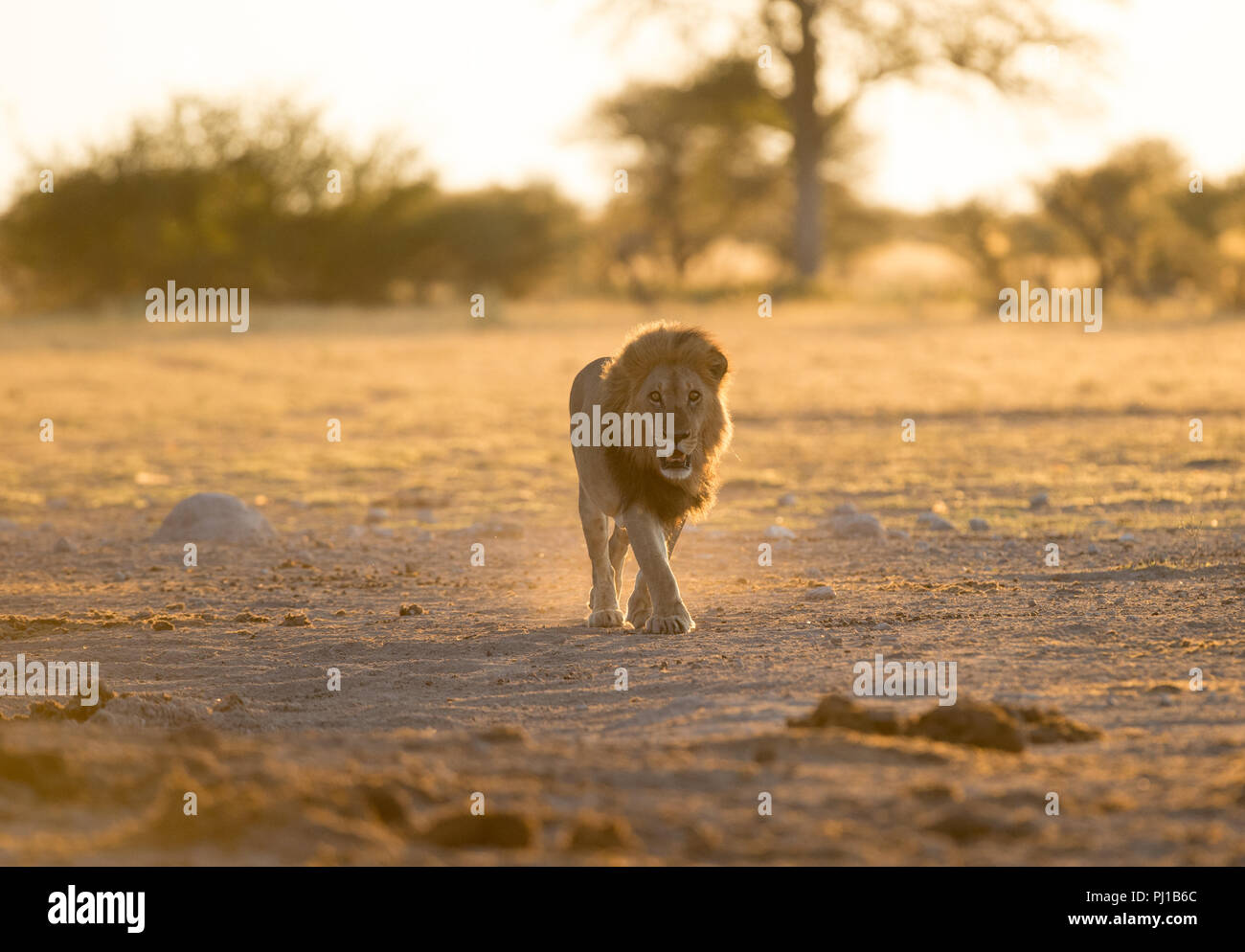 Male lion walking in front hi-res stock photography and images - Alamy