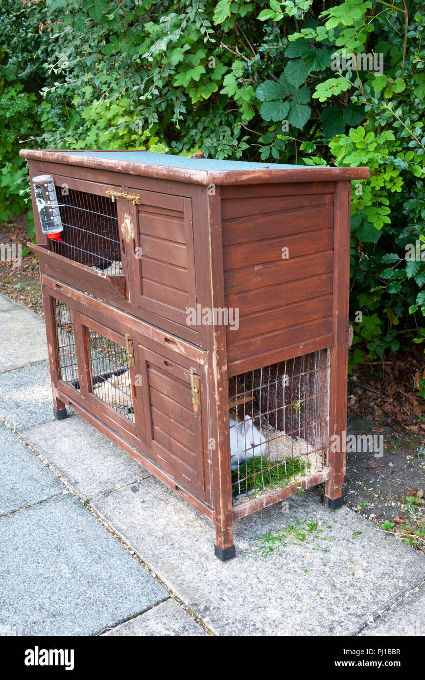 Domesticated Rabbit (Oryctolagus) in a two tiered Rabbit Hutch,England, UK. Stock Photo