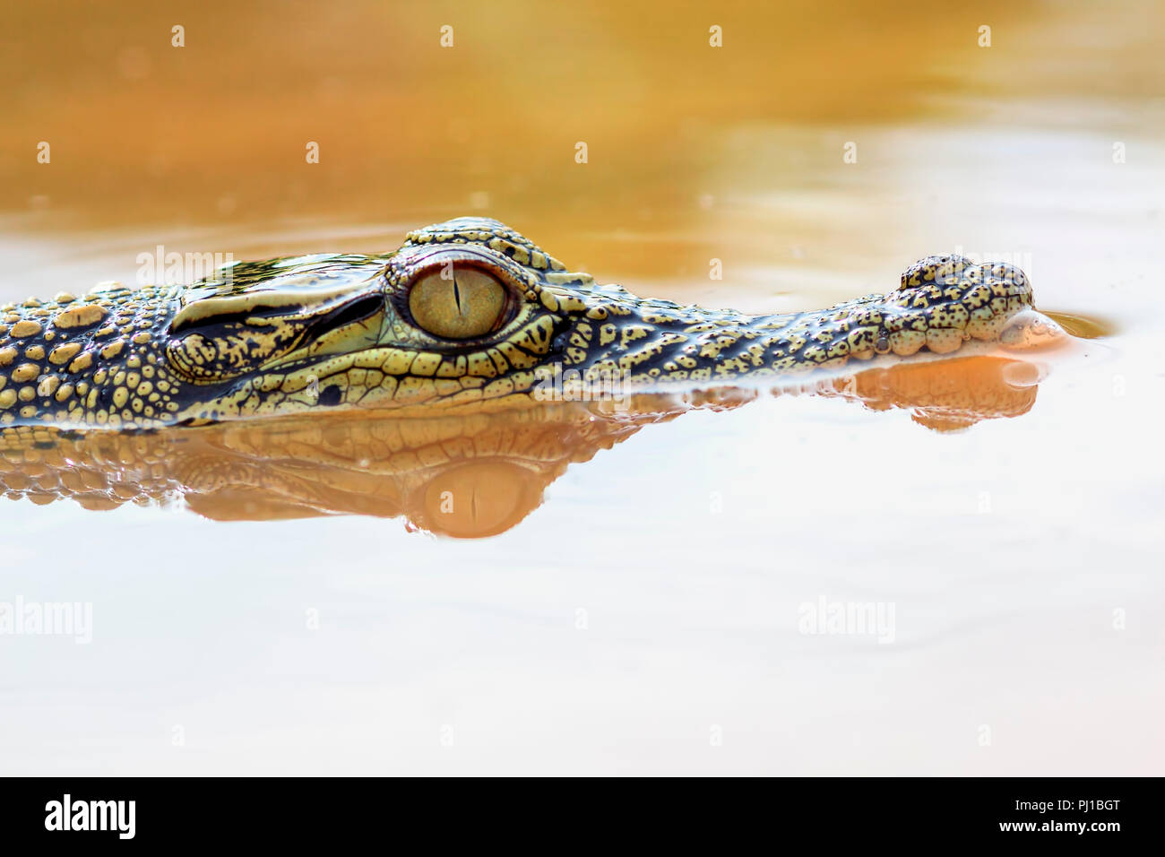 Portrait of a crocodile in a river, Indonesia Stock Photo Biology Diagrams