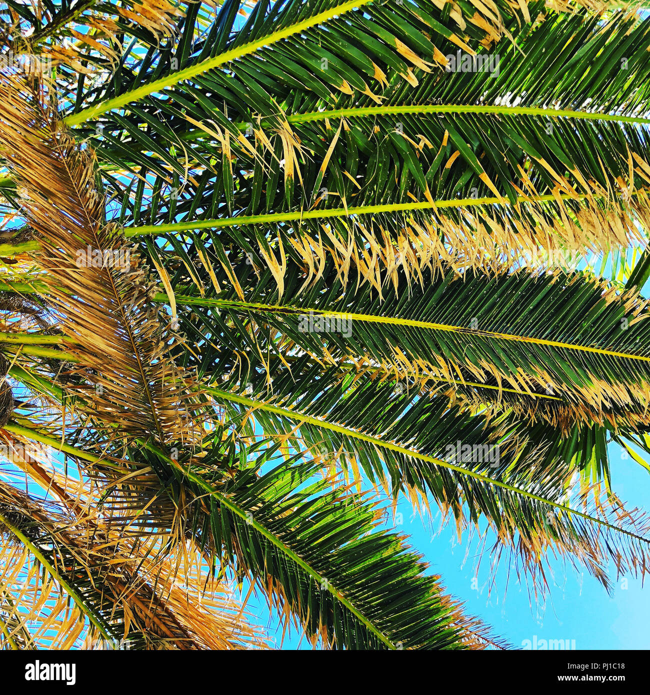 Low angle view of a palm tree, Portugal Stock Photo - Alamy