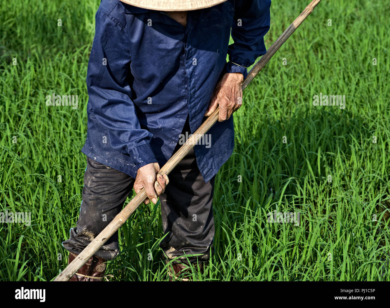 Man working in a rice field, Hoi An, Vietnam Stock Photo - Alamy