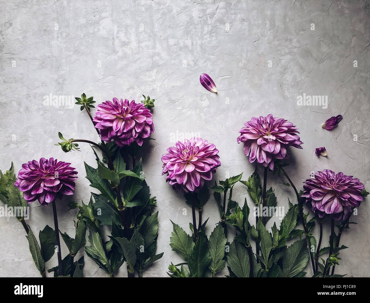 Dahlia arrangement on a grey background Stock Photo - Alamy