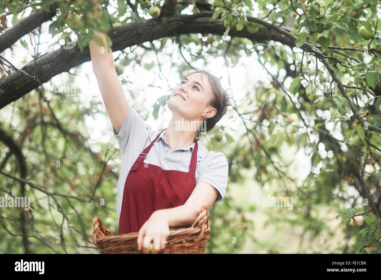 Smiling woman standing in garden picking apples, Germany Stock Photo