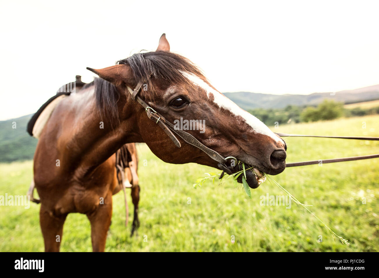 A brown riding horse eating grass, being held by somebody. Stock Photo
