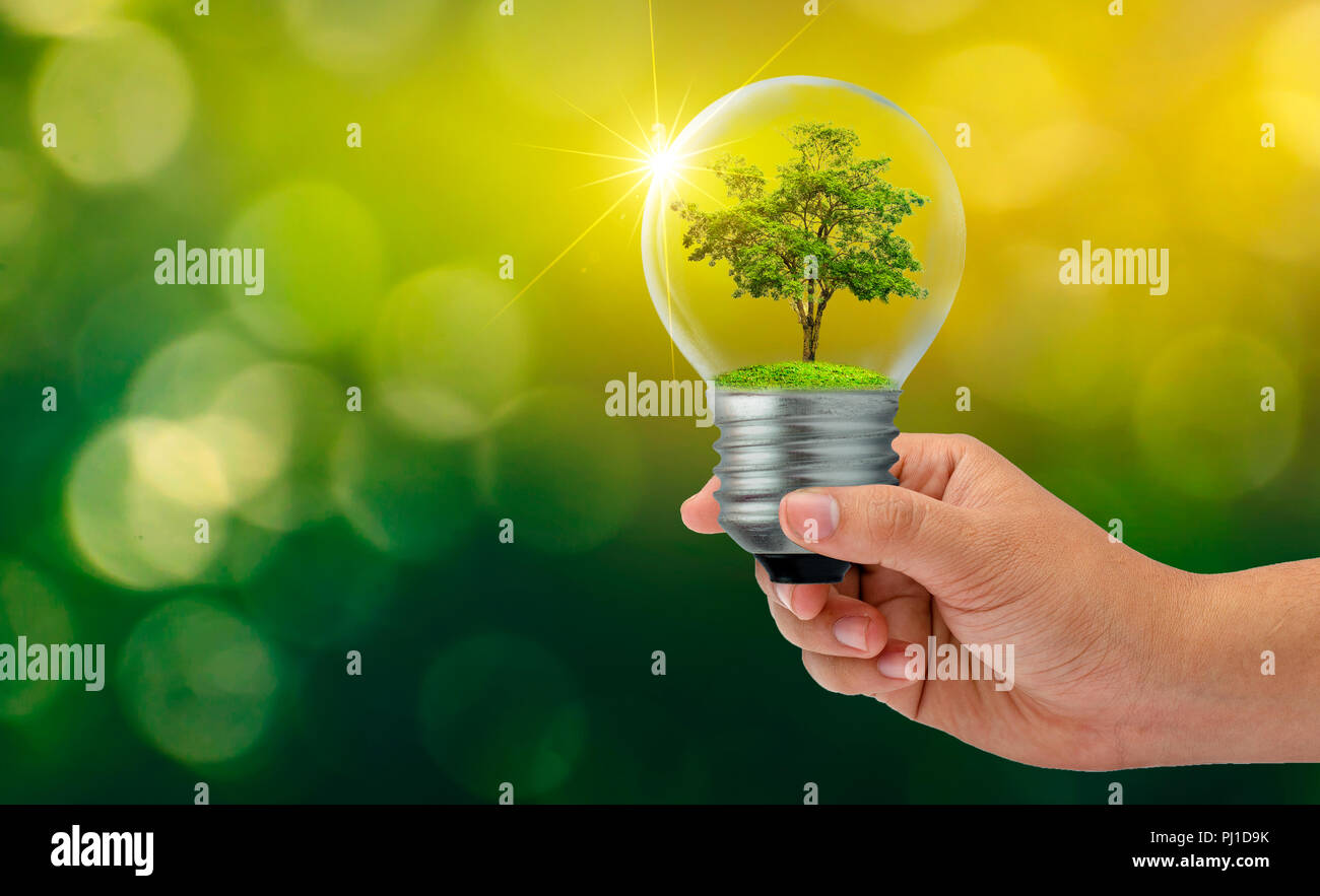 The forest and the trees are in the light. Concepts of environmental