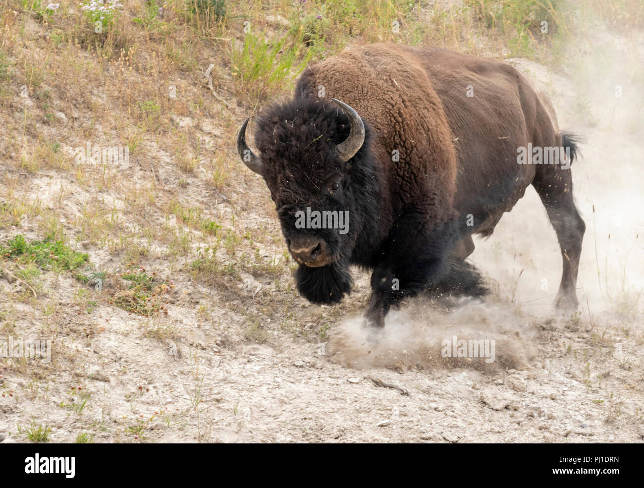 American bison (Bison bison) male charging, Yellowstone National park
