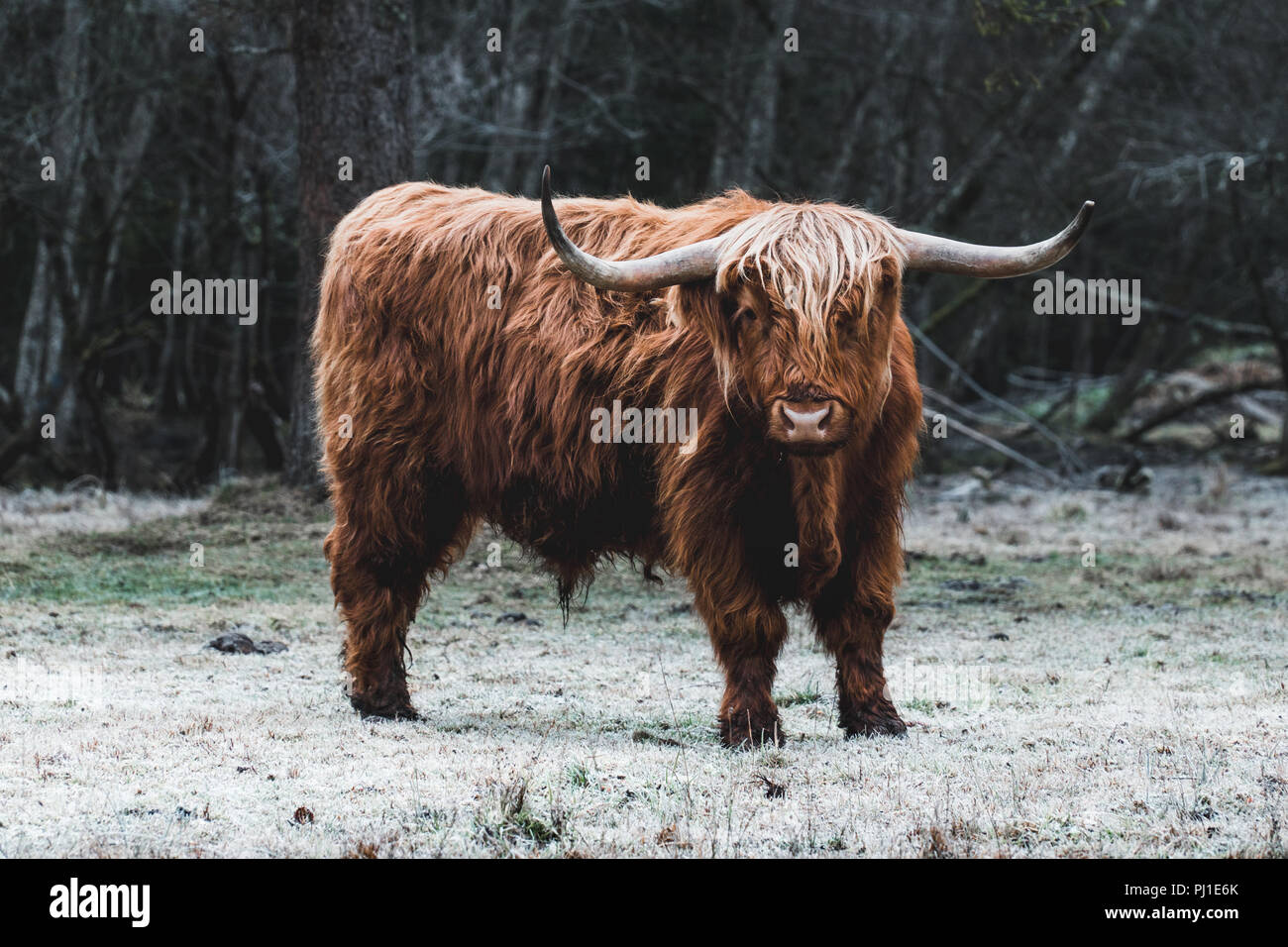 Highland Cattle on frozen Meadow Stock Photo - Alamy