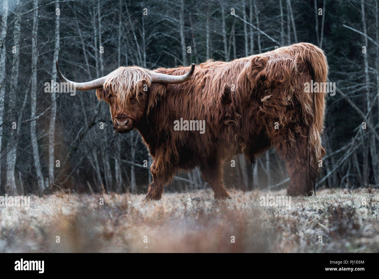 Highland Cattle grazing on Forest Meadow Stock Photo Alamy