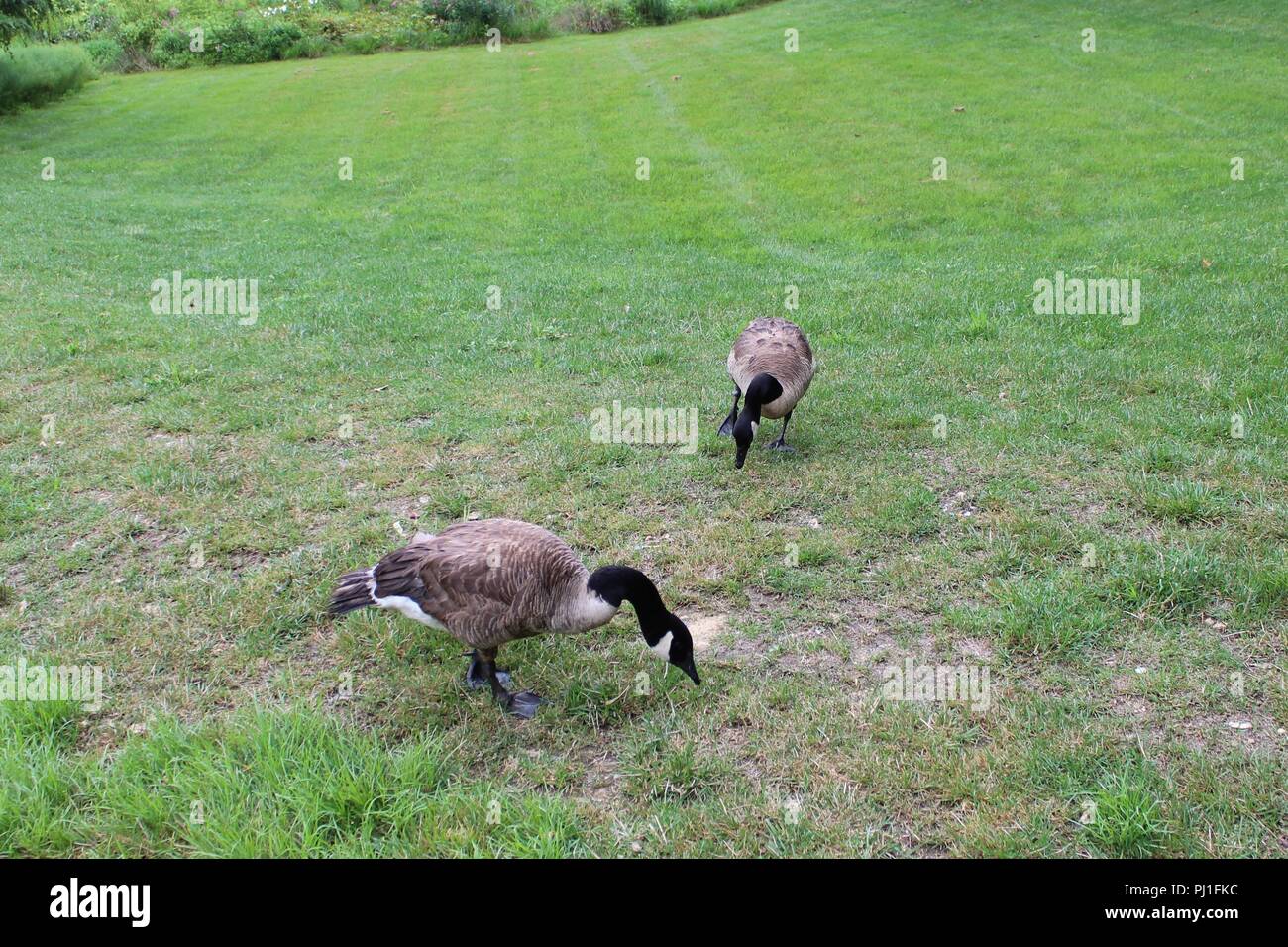 Two Geese In The Grass Stock Photo