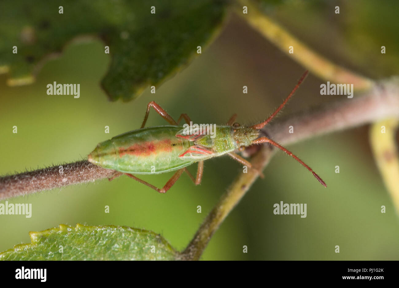 Scentless plant bug (female Myrmus miriformis) Stock Photo
