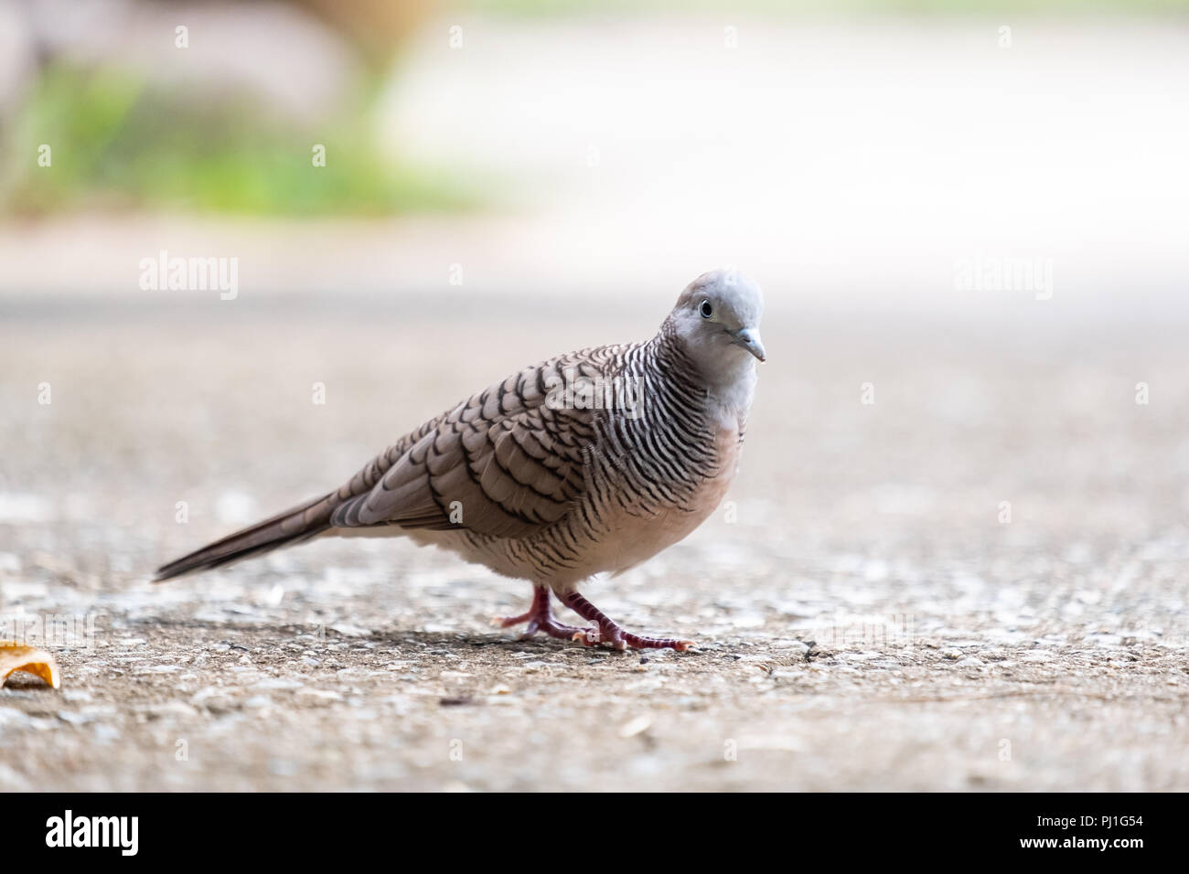 Dove Walking On The Cement Floor To Find Food Stock Photo