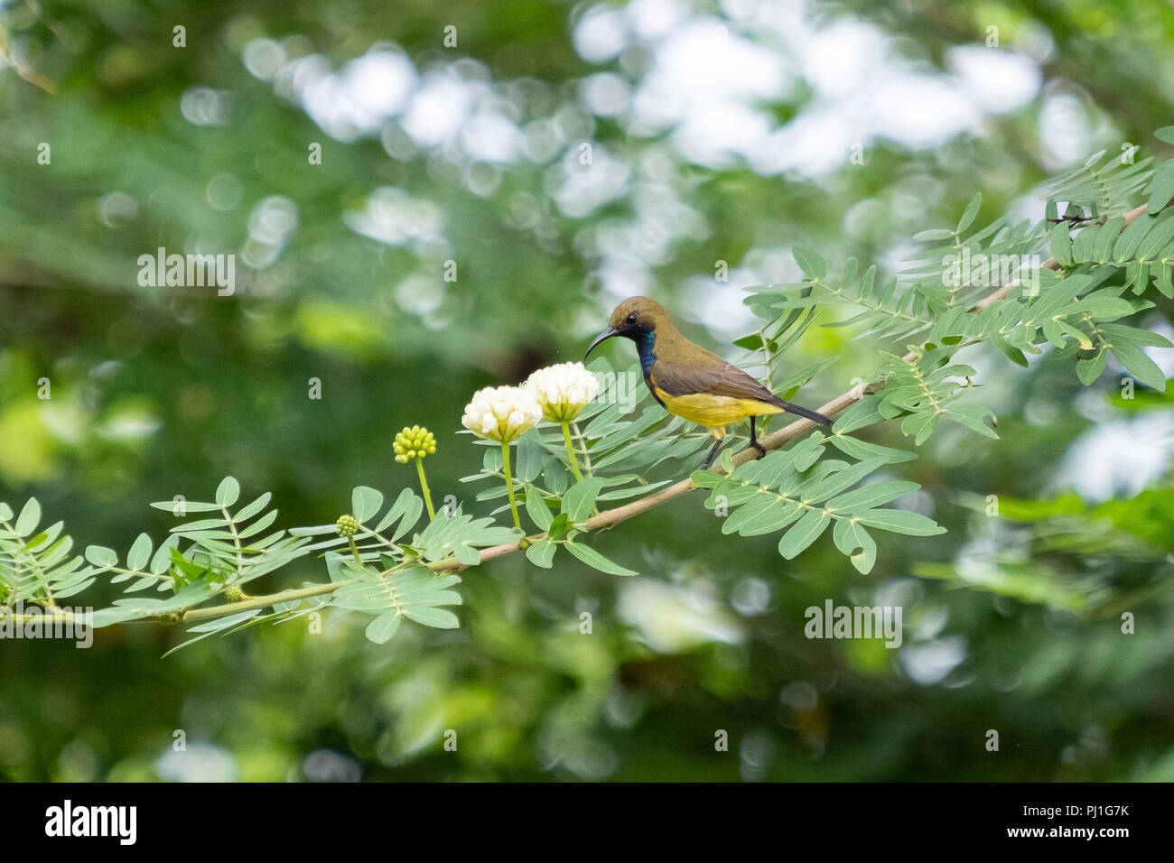 Sunbirds are hanging on branches. Stock Photo