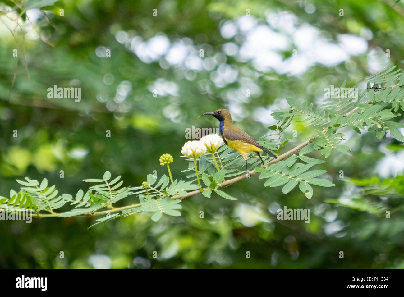 Sunbirds are hanging on branches. Stock Photo