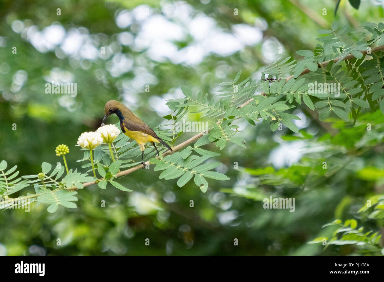 Sunbirds are hanging on branches. Stock Photo