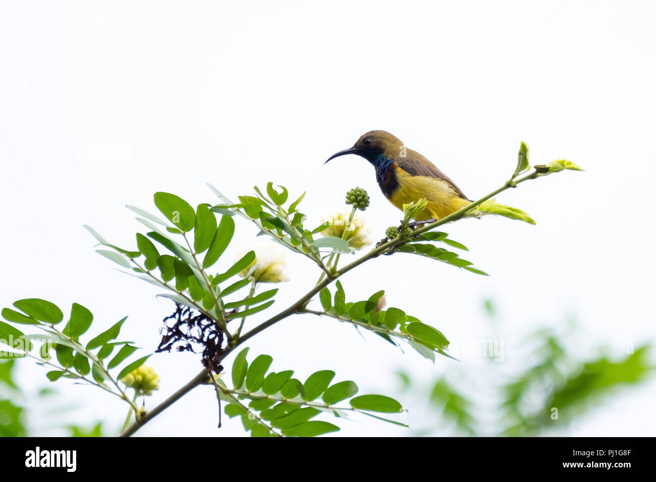 Sunbirds are hanging on branches. Stock Photo