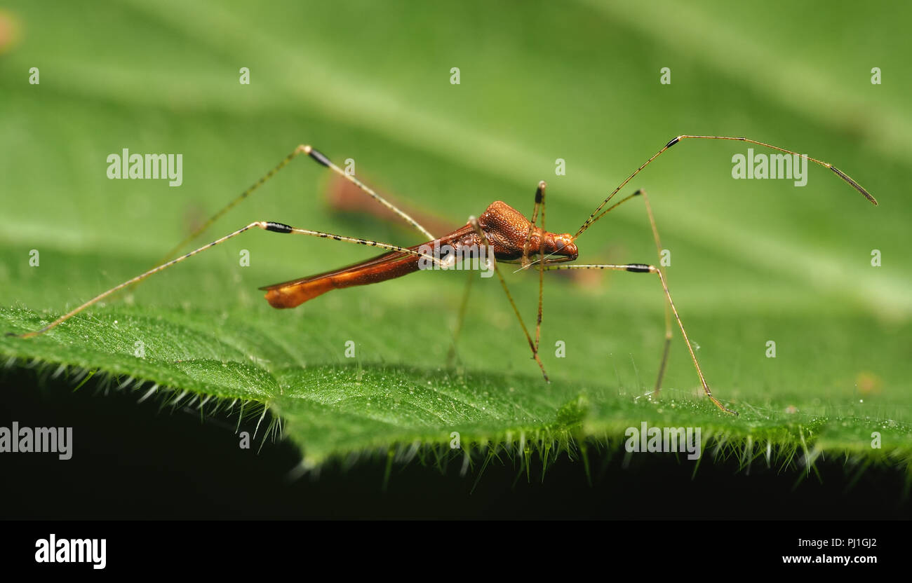Stilt bugs hi-res stock photography and images - Alamy