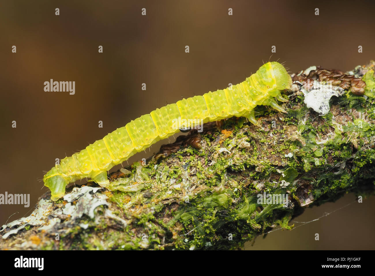 Moth caterpillar oak tree hi-res stock photography and images - Alamy