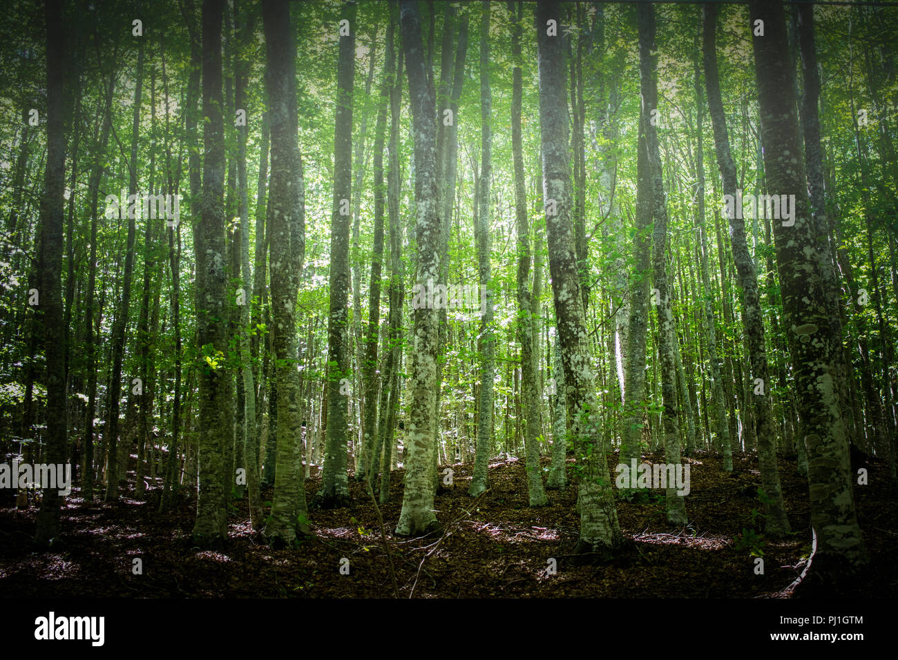 beautiful green forest landscape Stock Photo Alamy