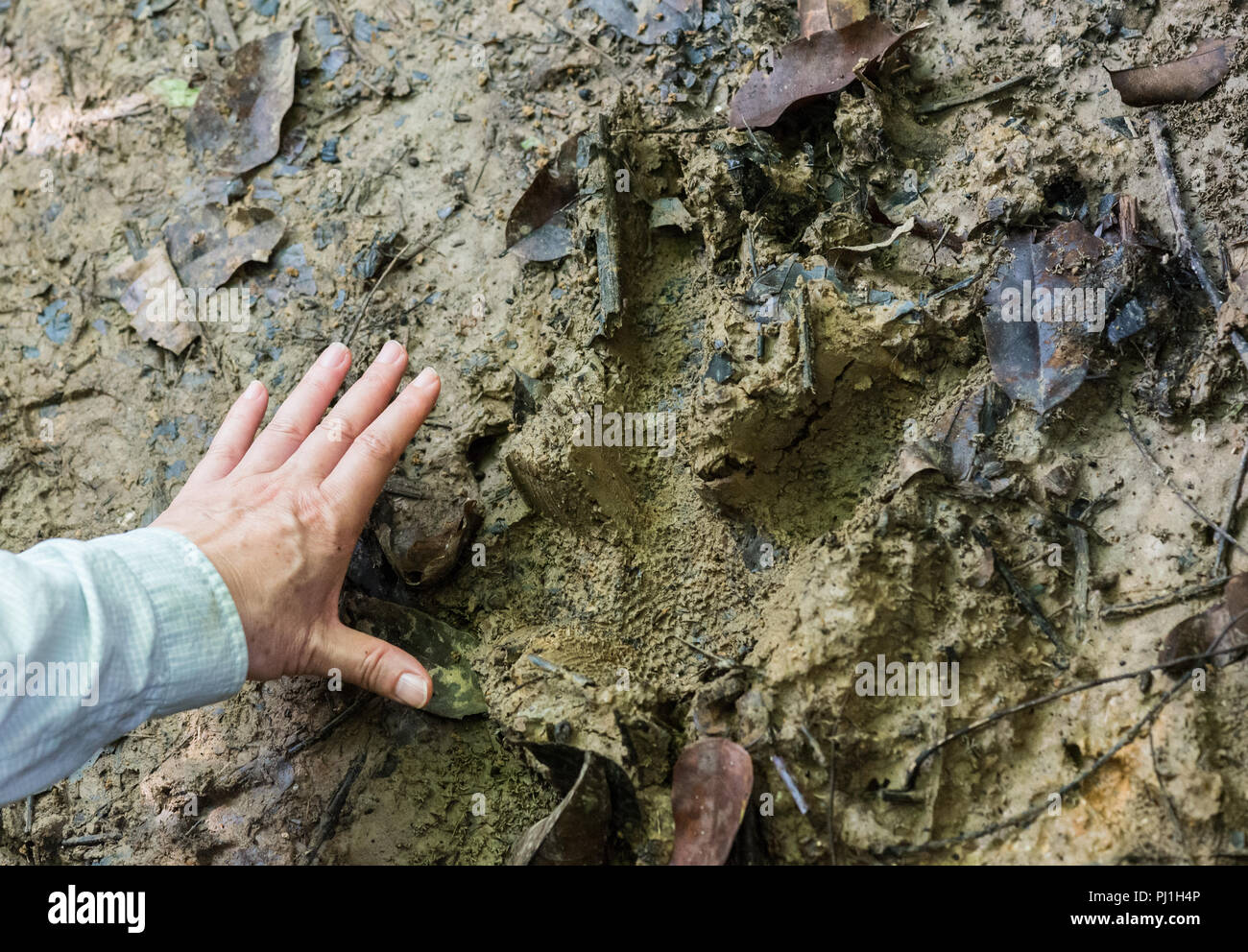 A fresh footprint of a giant Northern Cassowary (Casuarius unappendiculatus), compare to a woman's hand. West Papua, Indonesia. Stock Photo