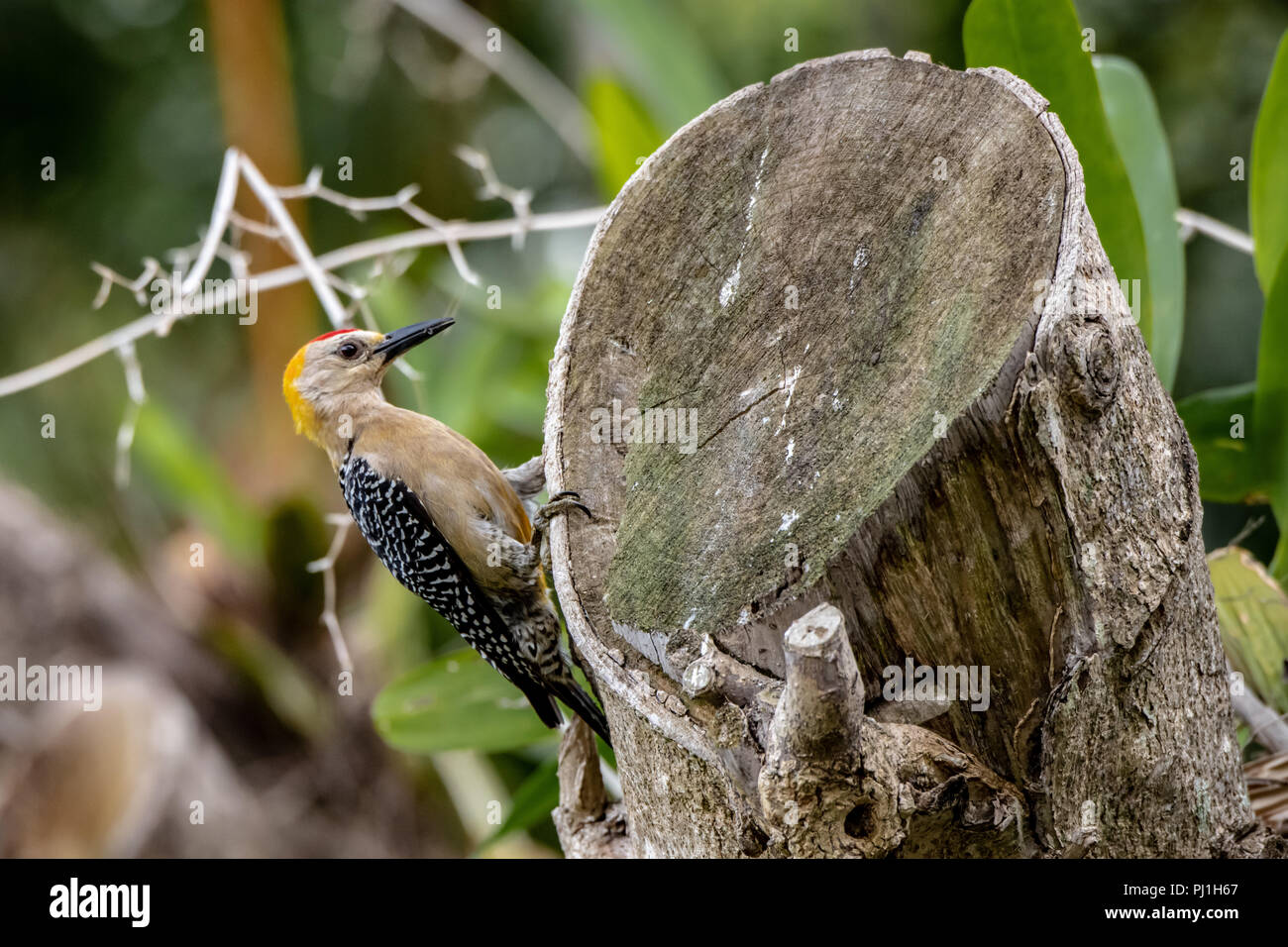 Hoffman's woodpecker (Melanerpes hoffmannii) in Costa Rica Stock Photo
