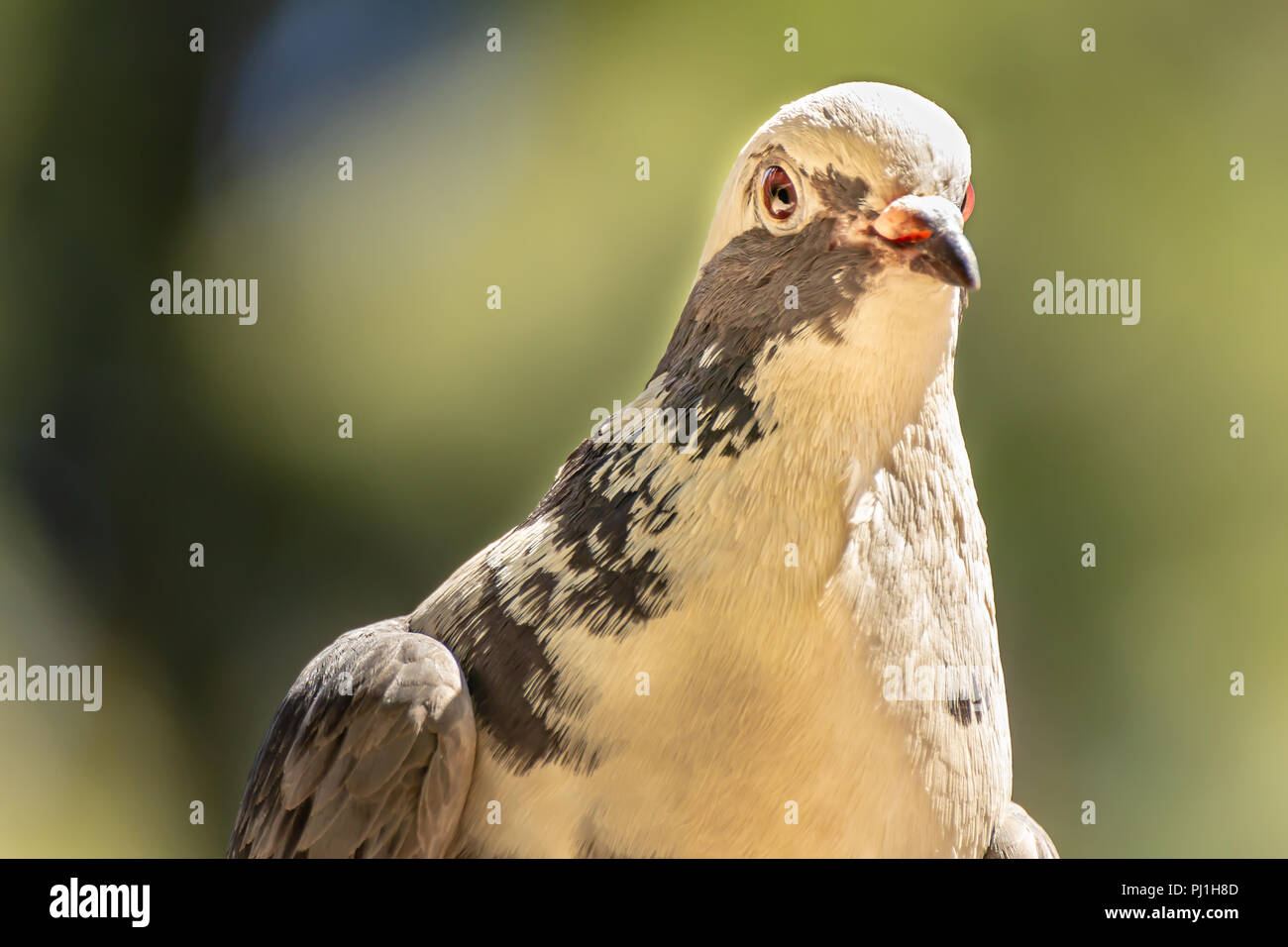 Domestic pigeon is a pigeon subspecies that was derived from the rock dove also called the rock pigeon. Columba livia domestica Stock Photo