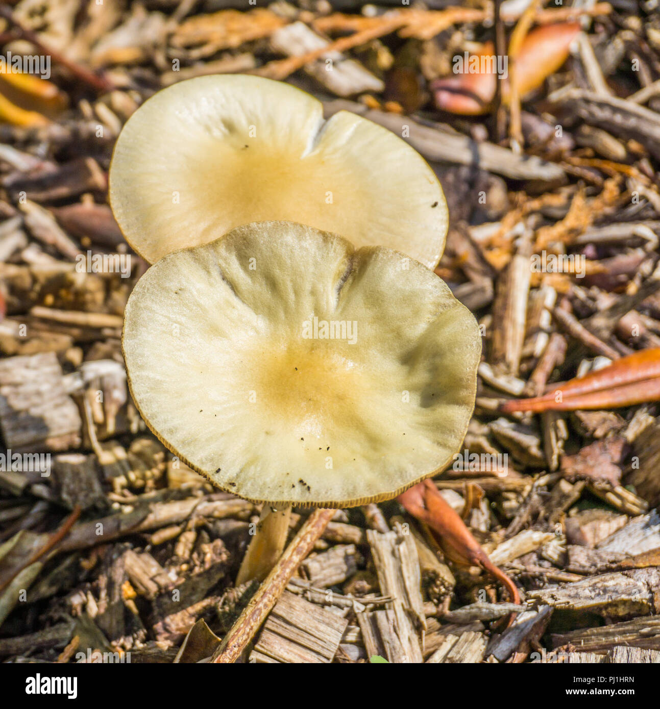 Flat cap mushrooms hires stock photography and images Alamy