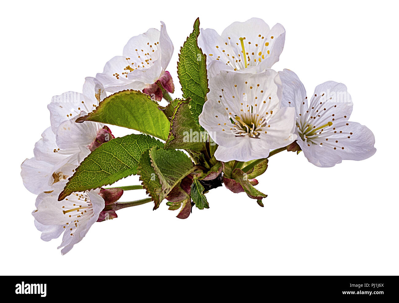 peach flowers isolated on white Stock Photo Alamy