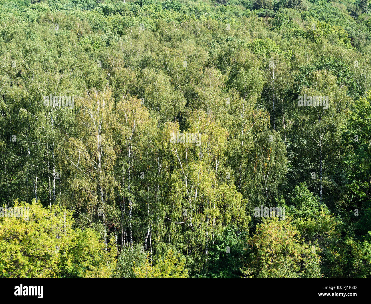 Aerial view dense grove hi-res stock photography and images - Alamy